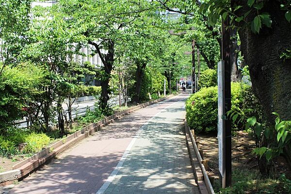 亀戸緑道公園（242m）