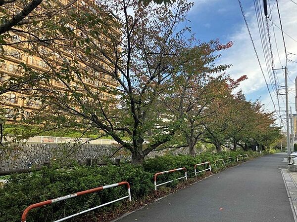 桜並木（10m）