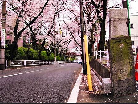 徒歩2分の場所には桜坂。あの名曲を聴きながら坂道ダッシュも!!春には圧巻の桜が咲き乱れ頭上に広がる桜のトンネルが通るたびに心が弾みます。