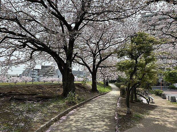 亀戸九丁目緑道公園 徒歩31分。国道14号からふれあい橋まで木陰の散歩道が続き、春には桜並木を楽しめる静かな憩いのスポットとなっています。 2420m