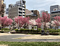 公園「中大江公...