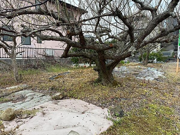***現地写真***簡易倉庫、樹木につきましても現状有姿となります。