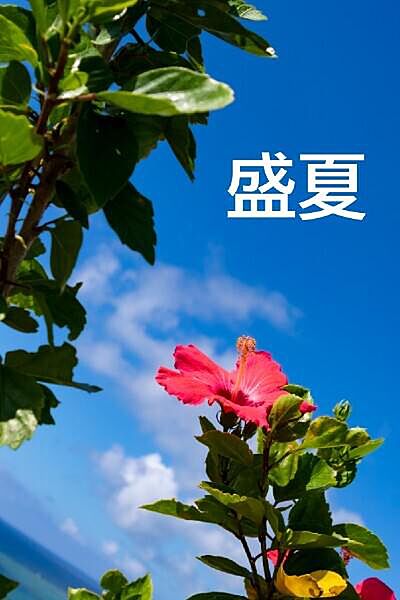 外観：347000084385