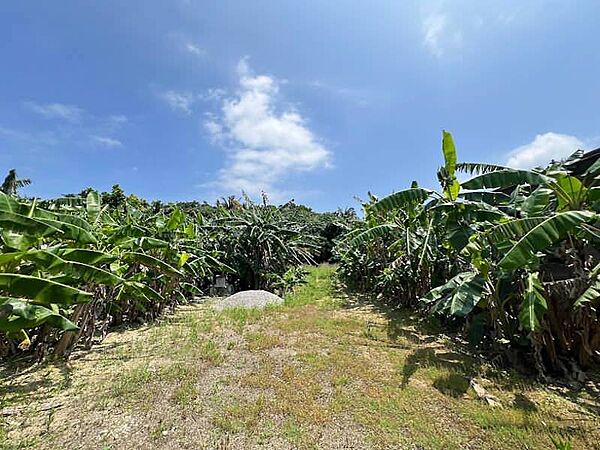 対象地敷地内（現況バナナ他）