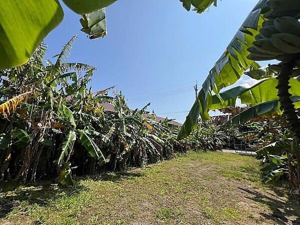対象地敷地内（現況バナナ他）