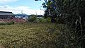 隣の畑です