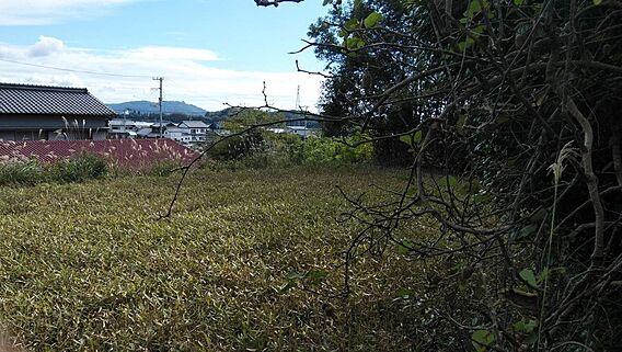 隣の畑です