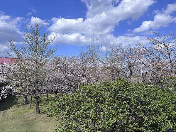 北側の和室からは桜が見えます