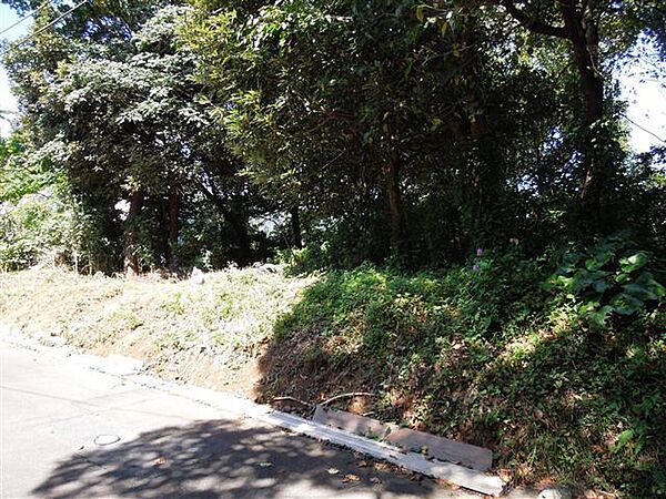 現状は雑木林です