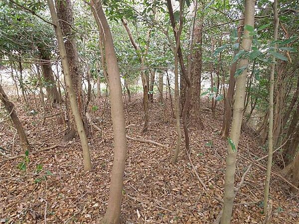 敷地内の平らな部分