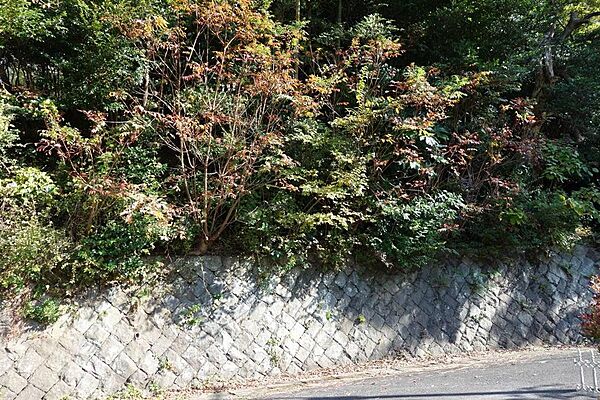 道路から石積があり上り傾斜の売り土地です