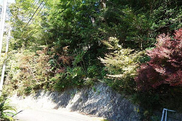 雑木林の現状です