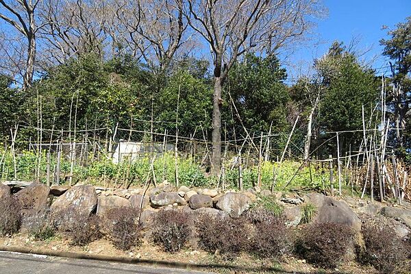 比較的大きな木々は自生していない模様