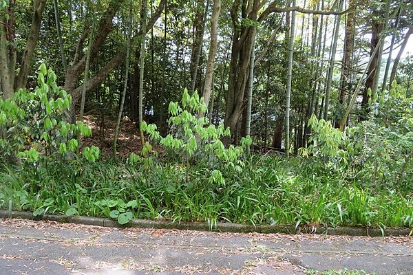 道路から少し平らな部分もある緩傾斜の土地です