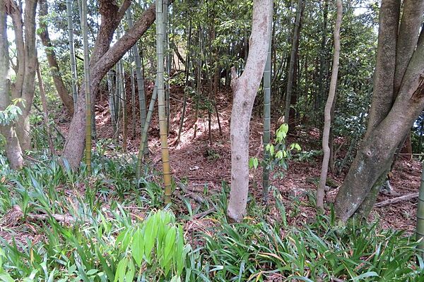 現状は雑木林