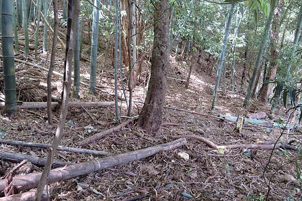 土地は木々や竹の林です
