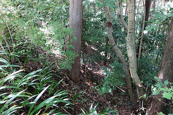 道路から下り傾斜地です