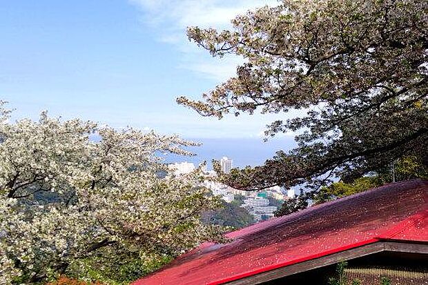 春には満開の桜の隙間から相模湾と熱海の街並みを見下ろします