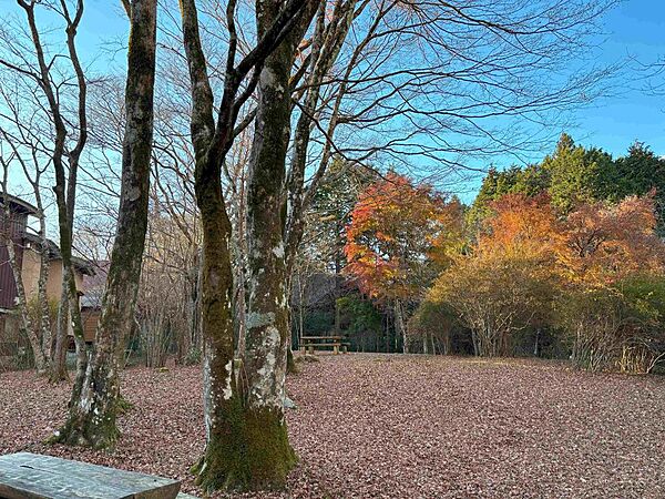 晩秋の庭