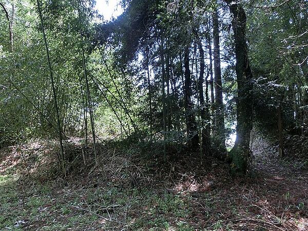 現況は竹林および桧林