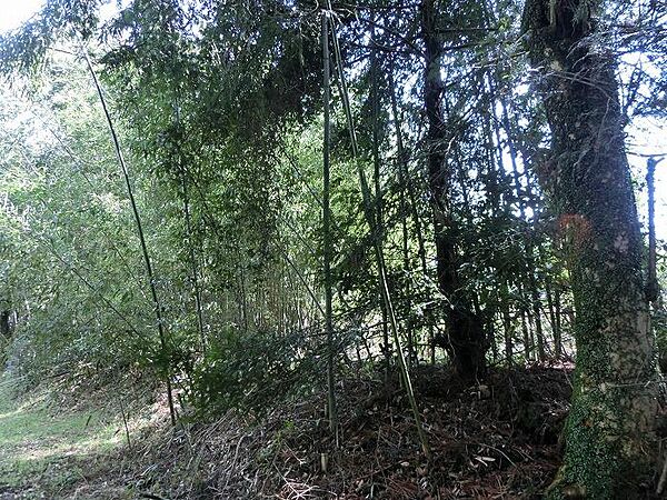 土地の様子　現況でのお引渡です