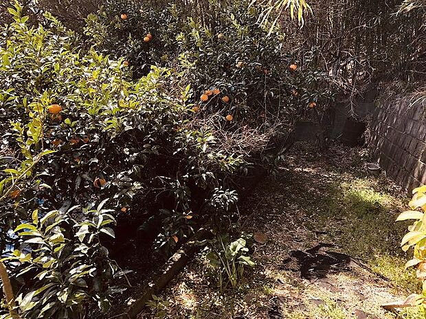 柑橘類などの庭木豊富なお庭