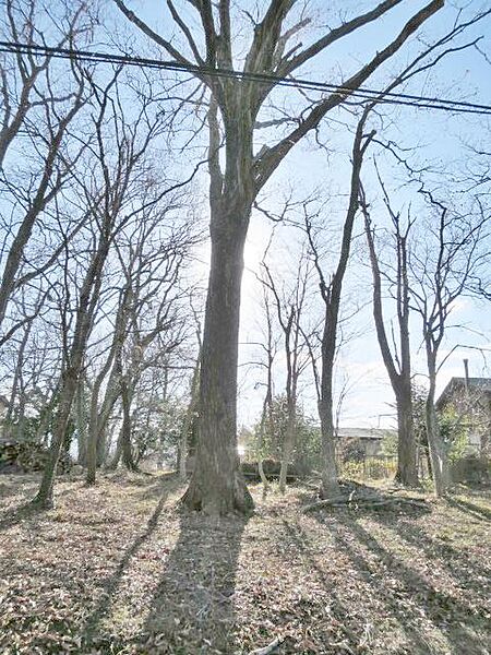 敷地内にある少し大きな木