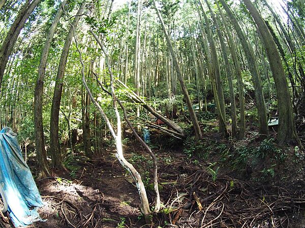 山林内部は荒れてます。