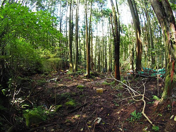 思いのほか平坦な部分が多いです。