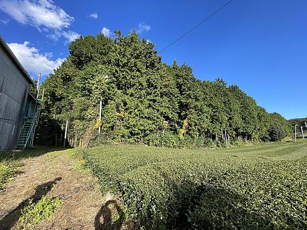西公道南付近から（山林部分）