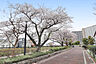 周辺：北側の桜並木