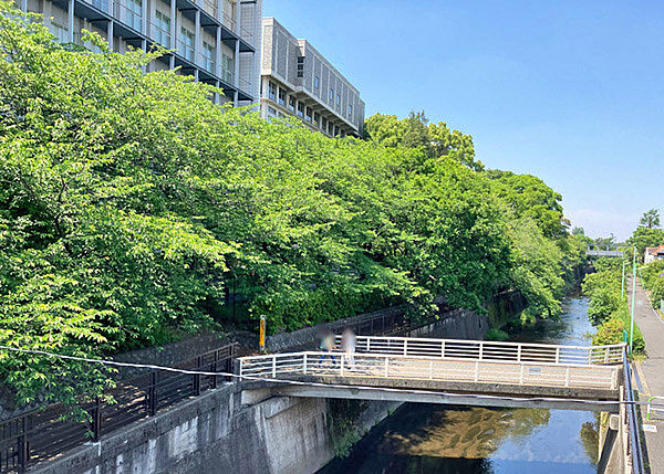 桜の名所「仙川」は、新緑の季節も美しく、両岸に続く遊歩道では野鳥の姿が楽しめます。