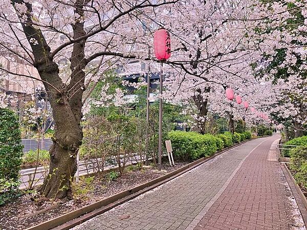 亀戸緑道公園（都電砂町線廃線跡） 40m
