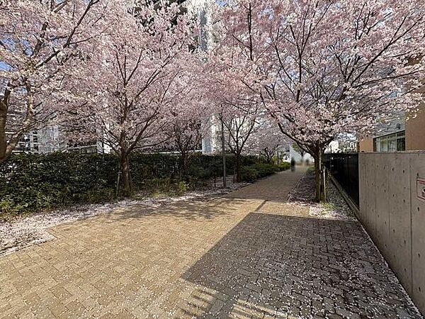 ひばりが丘桜の道公園 150m