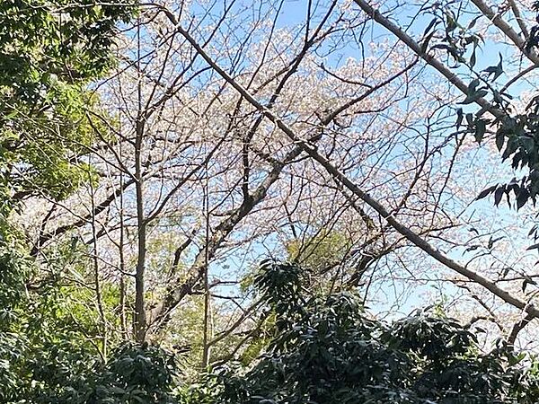 桜の咲く季節にはバルコニーから桜を眺めることができます。