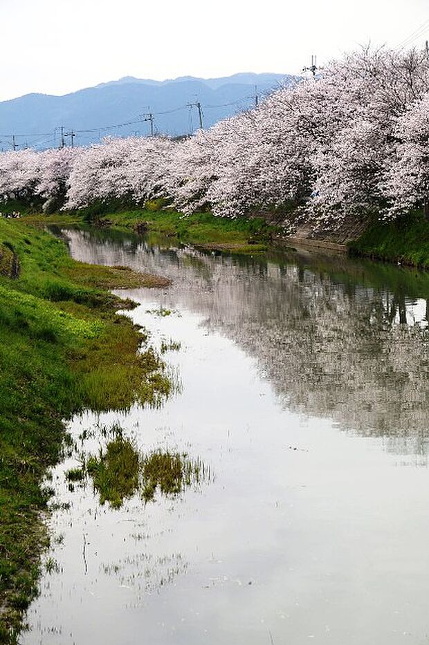 【その他】真野川の桜まで343ｍ