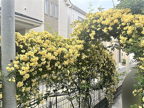 【庭木】/2026年7月撮影