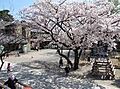 照蓮院さくら幼...