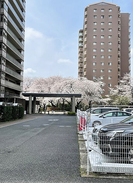 【敷地内桜】春には満開の桜がお出迎え。敷地内で季節の移ろいを愉しむ贅沢なロケーション。