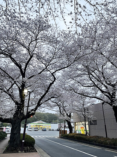 【敷地内桜】見上げて広がる桜の天井！毎春の通勤・通学を鮮やかに彩る桜並木。