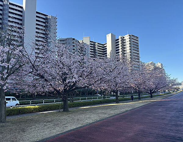 【隅田川　ランニングロード】（2026年4月撮影）
