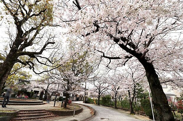 春には桜並木のキレイな噴水公園がすぐ近くです(^^)