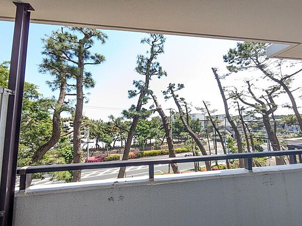 東向きのバルコニーは、2部屋から行き来ができる続きバルコニーです。幅があるバルコニーはお布団や洗濯物がいっぺんに干せるので、この広さは嬉しいですね♪立派な松の木が見えます。