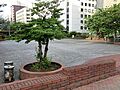 築地川祝橋公園