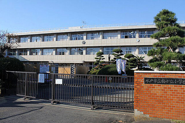 水戸市立梅が丘小学校まで484m