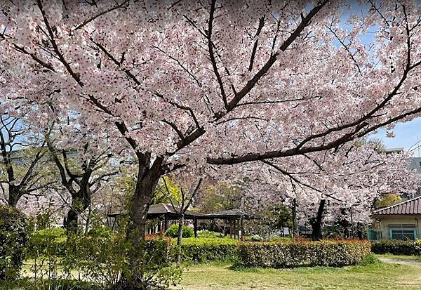 画像22:物件目の前には桜川公園がございます。