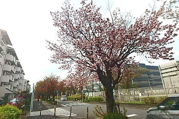 東原さくら公園まで1415m