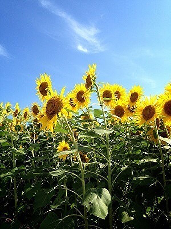 座間ひまわり祭りまで1354m