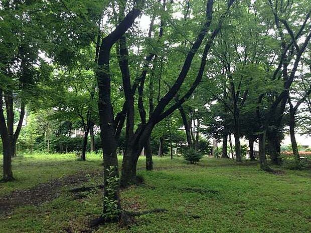 二俣川ニュータウン緑地まで1224m、旭中学校の西側にある自然豊かな公園。遊歩道の途中に花壇が作られています。