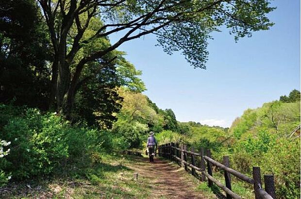 三保市民の森まで1920m、スギやヒノキ、シラカシが多くを占める森です